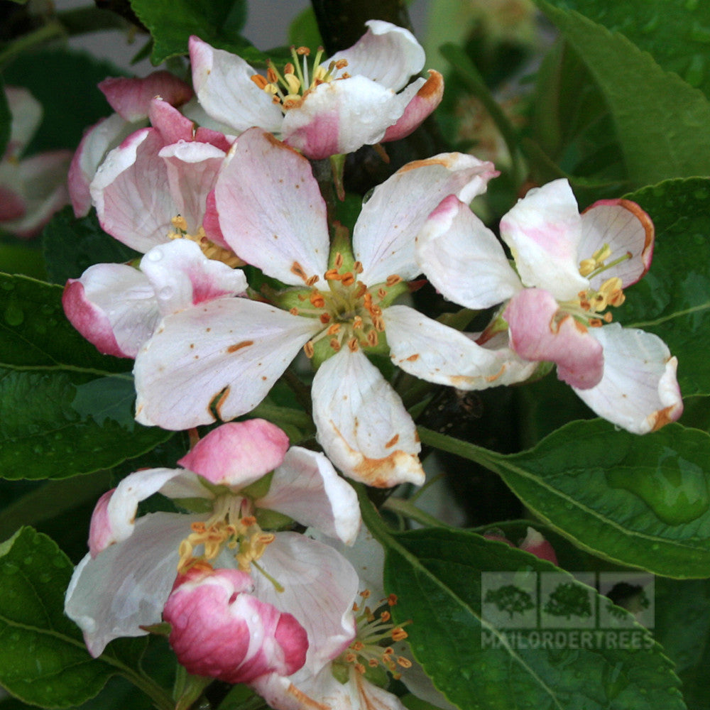 Close-up of pink and white apple blossoms with green leaves on a Malus Greensleeves apple tree.