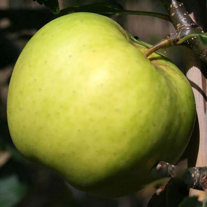 Close-up of a Malus Greensleeves - Apple Tree apple on a branch with some leaves visible.