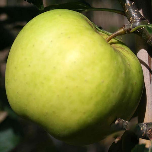 Malus Greensleeves - Apple Tree