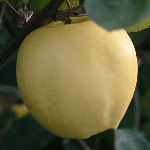 A single yellow apple hangs on a Malus Grenadier - Apple Tree, surrounded by vibrant green leaves.