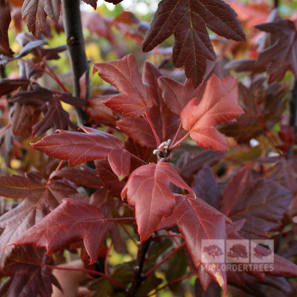 Close-up of a rare tree with red and orange leaves, capturing the vibrant colours of autumn. This stunning display is characteristic of the Malus Guardsman - Crab Apple Tree, known for its striking resemblance to a Crab Apple Tree in full fall splendour.