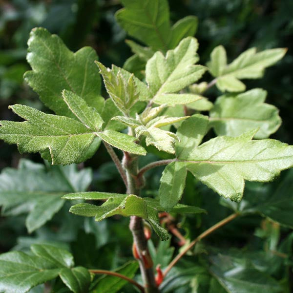 Close-up of green maple leaves on a small branch, surrounded by leafy foliage, reminiscent of the rare Malus Guardsman - Crab Apple Tree.