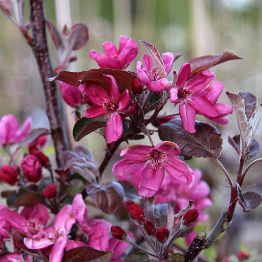 Close-up of vibrant pink blossoms on a Malus Harry Baker - Crab Apple Tree branch, accented by dark green and reddish leaves.