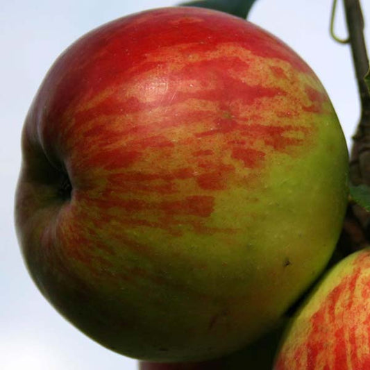 A close-up of a Malus Hereford Redstreak - Cider Apple Tree, showcasing an apples vibrant blend of red and green hues hanging from the branch.