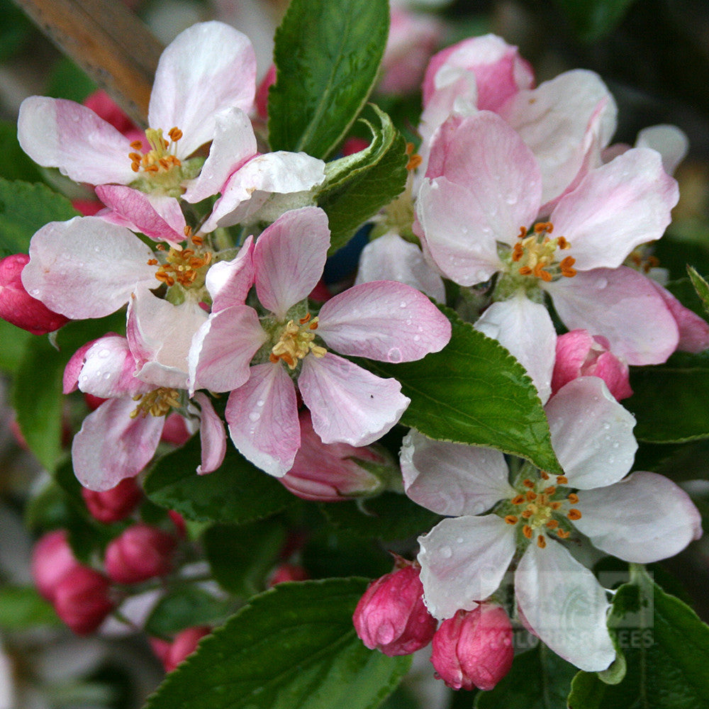 Clusters of pale pink flowers, like those of the Malus Herefordshire Russet Apple Tree, mingle with lush green leaves and vibrant pink buds to create a serene and picturesque scene.