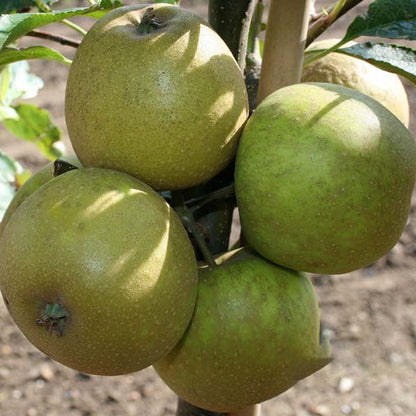 Five Malus Herefordshire Russet apples cling to a tree branch, encircled by leaves and scattered with pale pink flowers.