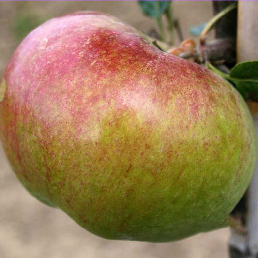 A close-up of the Malus Howgate Wonder apple ripening on a tree branch, displaying its vibrant red and green hues.