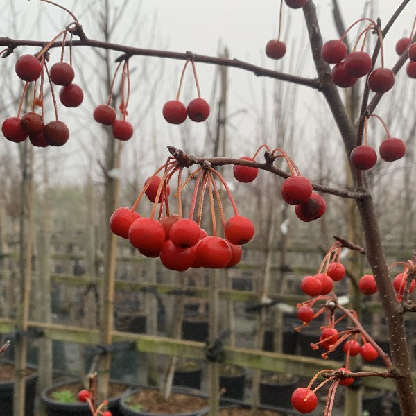 Close-up of red berries hanging from branches in a tree nursery, where rows of young trees, including the Malus Indian Magic - Crab Apple Tree with its striking fuchsia pink flowers and red-orange fruits, are visible in the background.