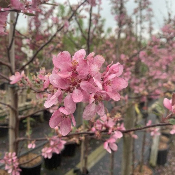 Close-up of fuchsia pink cherry blossoms on a branch, with more blurred blossoms in the background, reminiscent of the vivid hues found on a Malus Indian Magic - Crab Apple Tree.