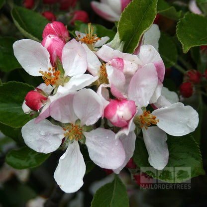 Close-up of pink and white apple blossoms with green leaves and unopened buds from a Malus James Grieve - Apple Tree, a delightful mid-season variety.