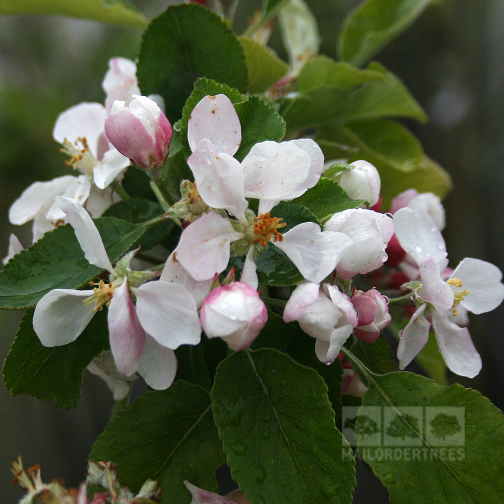 A close-up of a branch with pink and white blossoms, set against green leaves, captures the beauty of the Malus James Grieve apple tree, a renowned mid-season variety.