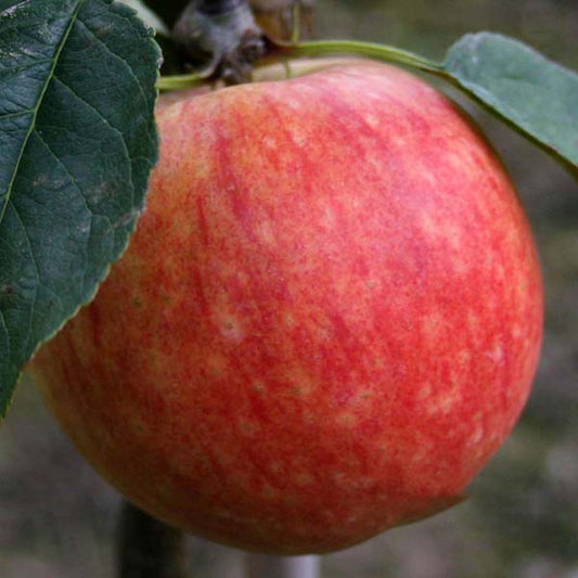 A close-up of a ripe Malus James Grieve apple, a mid-season dual-purpose variety, with green leaves attached to a branch.