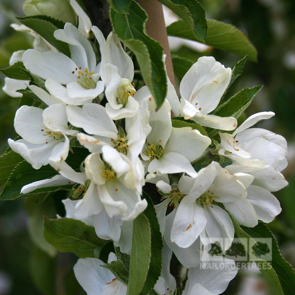 Clusters of white apple blossoms nestled among green leaves hint at a future bounty of orange-pink fruits ideal for making pink jelly. The Malus Jelly King - Crab Apple Tree offers a vibrant and flavorful harvest.