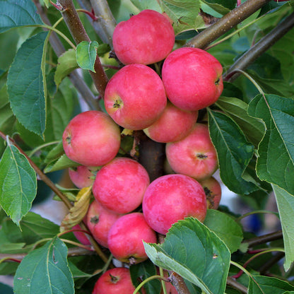 A cluster of Malus Jelly King Crab Apples, featuring a mix of orange-pink fruits, is flourishing on a tree decorated with lush green leaves.