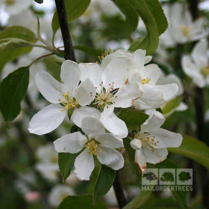 Close-up of white apple blossoms in bloom on a Malus John Downie - Crab Apple Tree branch with green leaves and ornamental fruit.