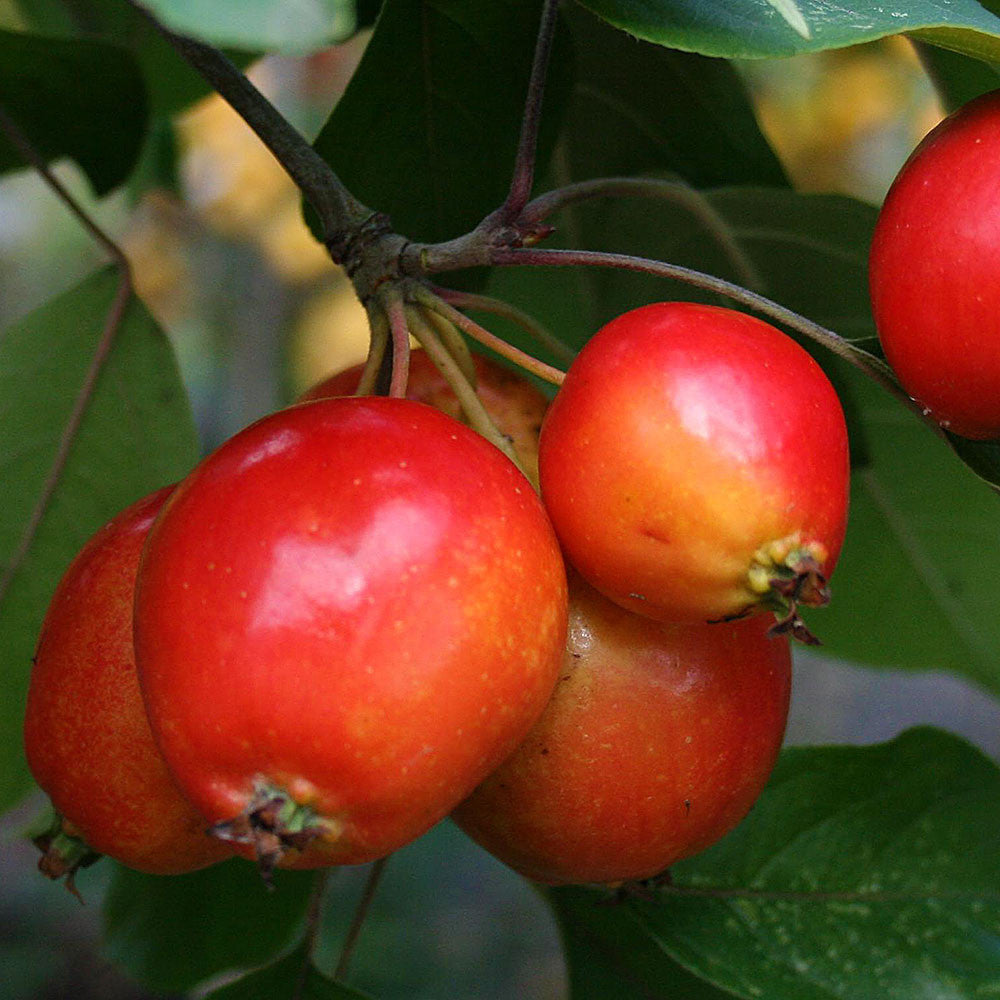 A close-up of ripe, ornamental red crabapples hanging from a Malus John Downie - Crab Apple Tree branch, surrounded by lush green leaves and hints of autumn leaf colour.