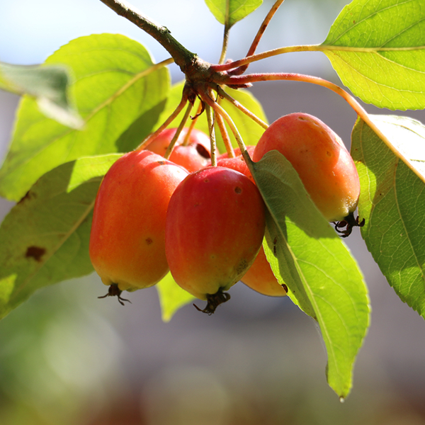 A cluster of small, ripe red crabapples dangles from a branch of the Malus John Downie - Crab Apple Tree, adorned with green leaves that shimmer in the sunlight. This ornamental fruit adds a splash of vibrant colour to the garden, reflecting the beautiful transition into autumn leaf colour.