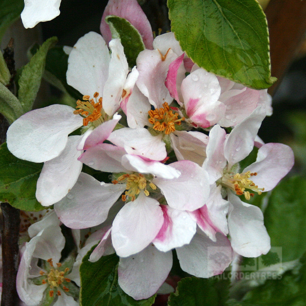 Close-up of pink and white blossoms with green leaves on a Malus Jonagold apple tree, showcasing detailed petals and stamens, hinting at a crisp harvest.