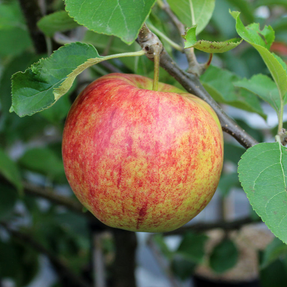 A ripe apple from the Malus Jonagold Apple Tree, known for its Golden Delicious cross heritage, with red and yellow peel, hangs from a tree branch surrounded by green leaves.