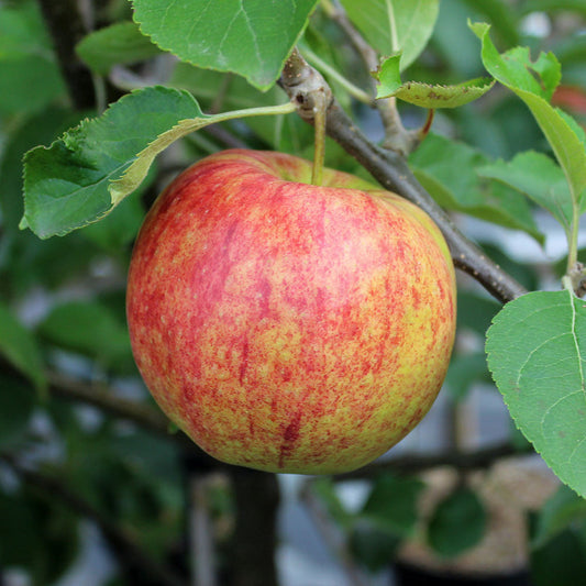 A ripe apple from the Malus Jonagold Apple Tree, known for its Golden Delicious cross heritage, with red and yellow peel, hangs from a tree branch surrounded by green leaves.