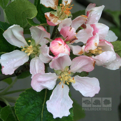 Close-up of Malus Jupiter Apple Tree blossoms, pink and white with raindrop-streaked petals. Green leaves are visible in the background, highlighting its disease resistance and high yield promise.