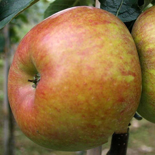 Close-up of a ripe Malus Jupiter apple, displaying its vibrant red and yellow peel and high yield qualities, hanging from a tree branch.