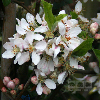 A close-up of early-season Malus Katys blossom clusters displays white petals and pink buds, surrounded by green leaves, ideal for cross-pollination.