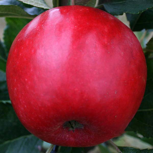 Close-up of a ripe, red Malus Katy apple on the tree with green leaves; this early-season apple tree thrives with cross pollination.