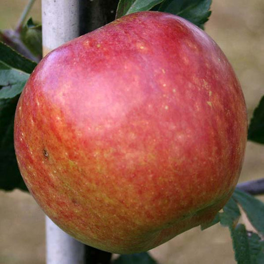 A close-up of a Malus Kidds Orange Red apple, its red and yellow skin gleaming on a vibrant branch surrounded by lush green leaves.