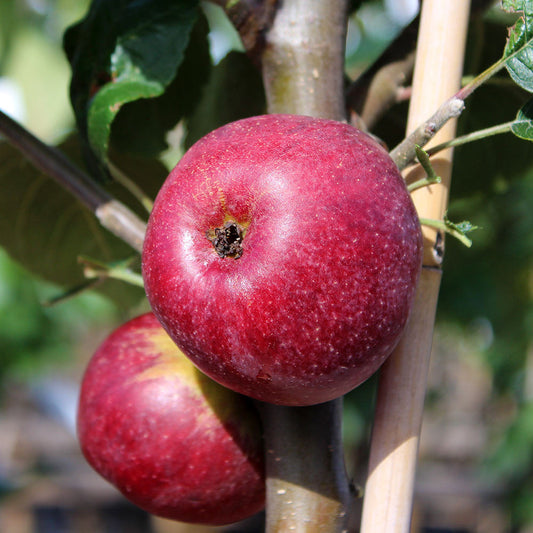 Two ripe apples from the Malus Kingston Black - Cider Apple Tree hang on a branch, their vibrant red color contrasting with lush green leaves, evoking visions of bittersweet vintage cider.