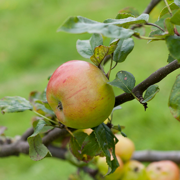 A ripe Lanes Prince Albert apple, sporting a red and green hue, hangs on a tree branch with lush leaves against a blurred green backdrop.