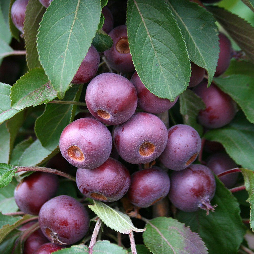 The Malus Laura - Laura Crab Apple Tree, with its cluster of purplish crabapples surrounded by green leaves, adds a charming touch to the landscape.