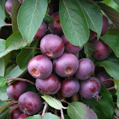 Malus Laura - Laura Crab Apple Tree