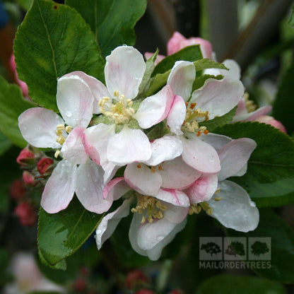 Dew-kissed white and pink blossoms of the Malus Laxtons Superb Apple Tree, with green leaves, create a breathtaking scene against blurred stems and foliage. Known for its frost resistance, its an ideal choice for a dessert apple garden.