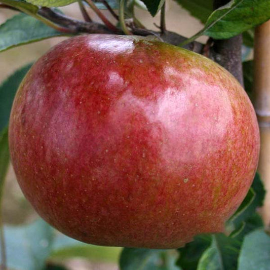 A close-up view of the Malus Laxtons Superb apple, a dessert variety renowned for its frost resistance, hanging from a tree with green leaves.