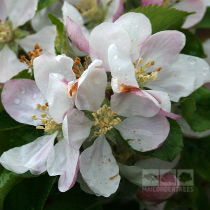 Close-up of white and pink blossoms with water droplets, nestled among the lush green leaves of a thriving Malus Limelight Apple Tree.