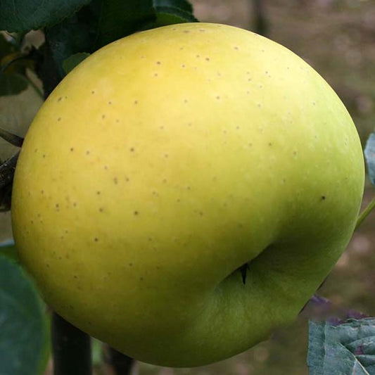 Close-up of a large, ripe yellow Malus Limelight apple hanging from a tree branch, surrounded by green apples, with small dark speckles on its skin.