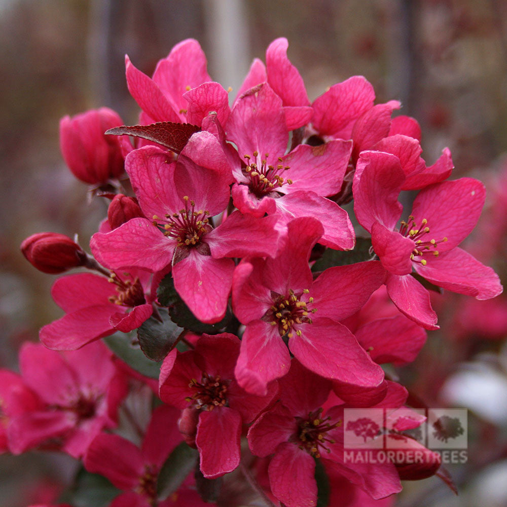 A close-up shot of the vivid pink blossoms of the Malus Liset - Crab Apple Tree, set against a backdrop of lush green foliage and featuring a deep rose-red hue. A logo is positioned in the bottom right corner.