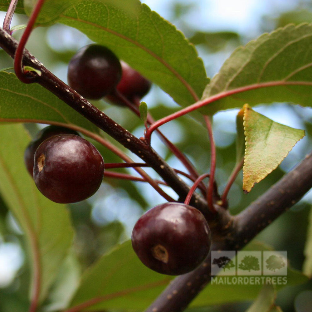 Close-up of dark red cherries on a branch with green leaves set against a blurred background, evoking the vibrant beauty of the Malus Liset - Crab Apple Tree. The Mail Order Trees logo is positioned in the corner.