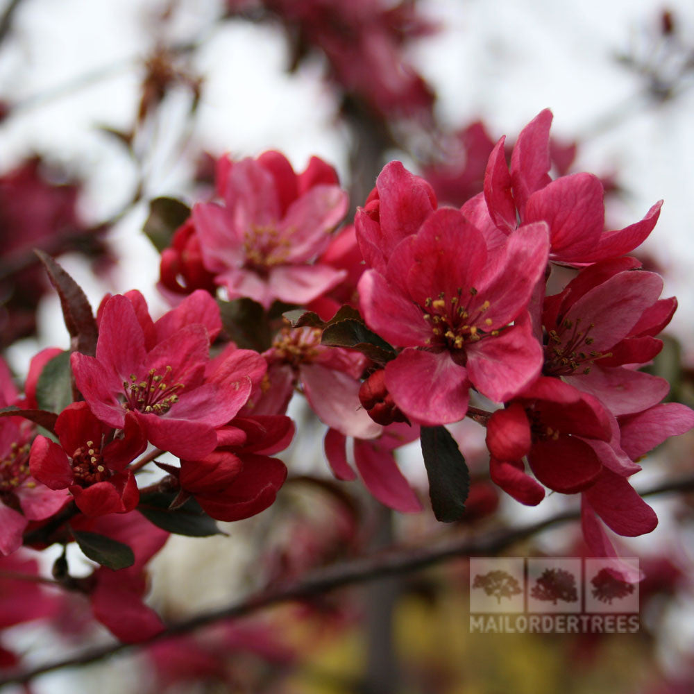 A close-up of pink cherry blossoms clustered on branches against a blurred background, highlighting the delicate beauty of the Malus Liset - Crab Apple Tree.