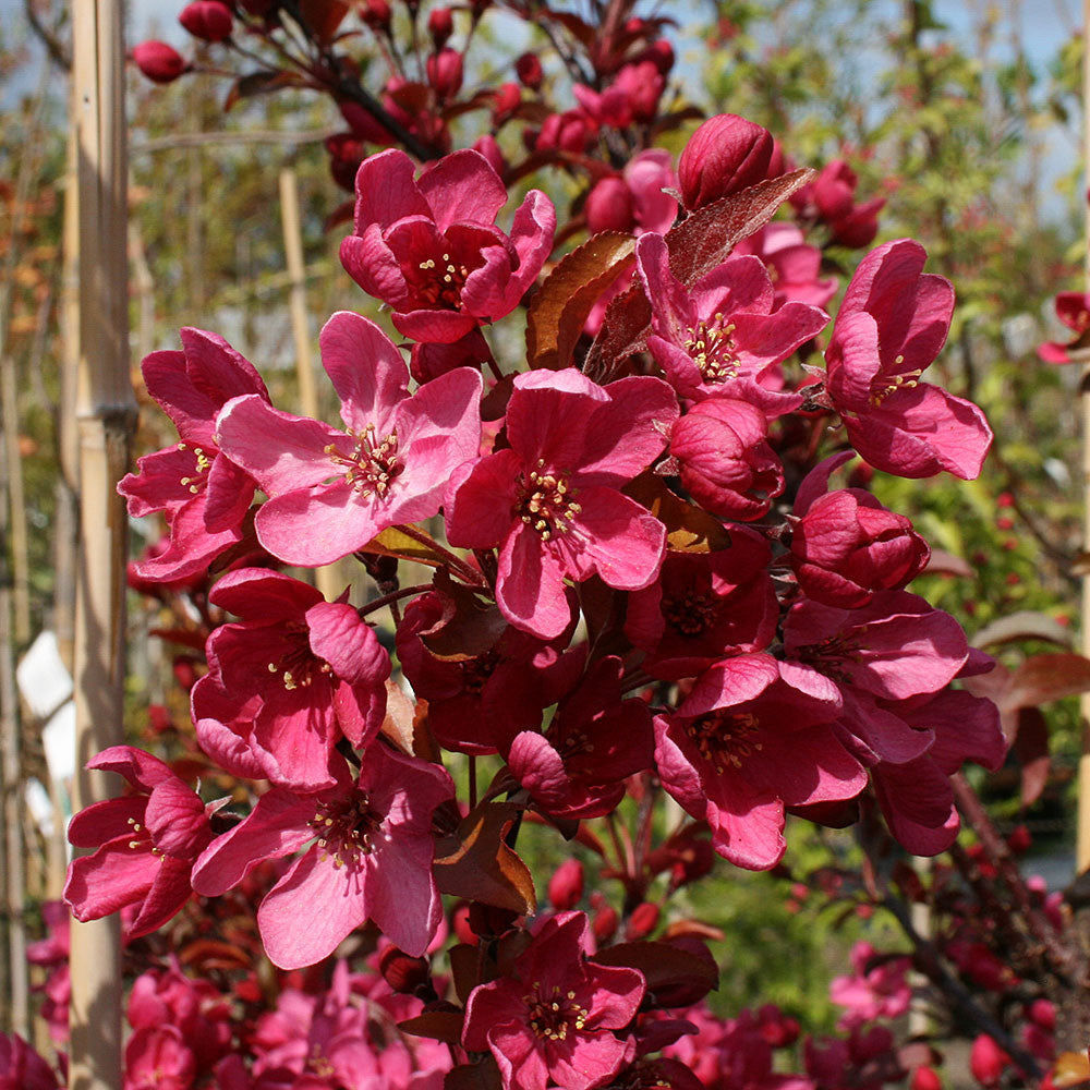 Clustering on a tree branch, the deep rose red flowers of the Malus Liset - Crab Apple Tree create a vivid contrast against the blurred background.