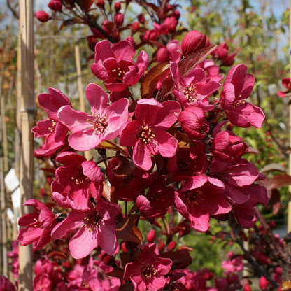 Clustering on a tree branch, the deep rose red flowers of the Malus Liset - Crab Apple Tree create a vivid contrast against the blurred background.