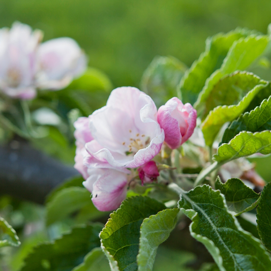 A close-up of pink apple blossoms and green leaves on a branch of the Malus Lord Derby Apple Tree, highlighting the essential beauty for cross-pollination in producing culinary apples.