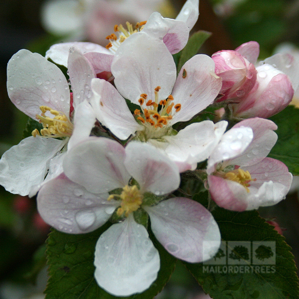 Close-up of pink and white apple blossoms with raindrops on the petals and leaves, typical of the Malus Lord Lambourne - Apple Tree.