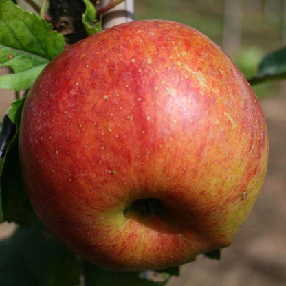 Close-up of a ripe Malus Lord Lambourne apple, a red fruit with light yellow patches, attached to its compact tree.