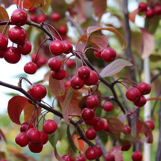 Malus Mokum - Crab Apple Tree