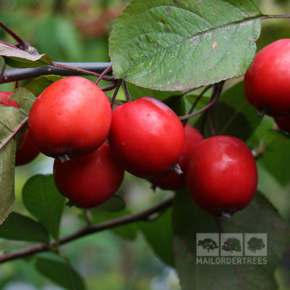 A cluster of red-orange crabapples adorns a branch with green leaves, highlighting the pollution-tolerant nature of the Malus Neville Copeman - Crab Apple Tree.