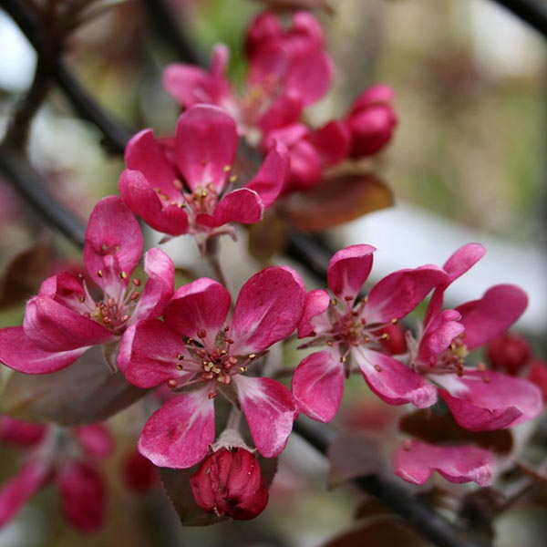 Close-up of vibrant pink apple blossoms with green leaves on a pollution-tolerant Malus Neville Copeman - Crab Apple Tree, set against a blurred background.