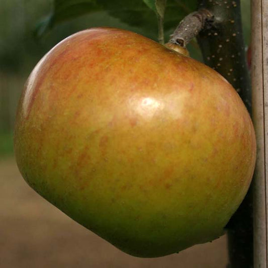 A close-up of a ripe, fine-flavoured Malus Newton Wonder apple hanging from a tree branch.