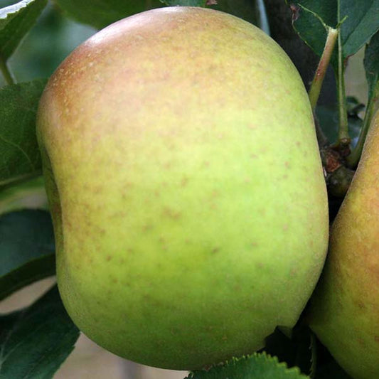 Close-up of a Malus Orleans Reinette apple, with subtle brown hues, hanging from a tree branch. Vibrant green leaves in the background enhance this exquisite dessert apples natural beauty.